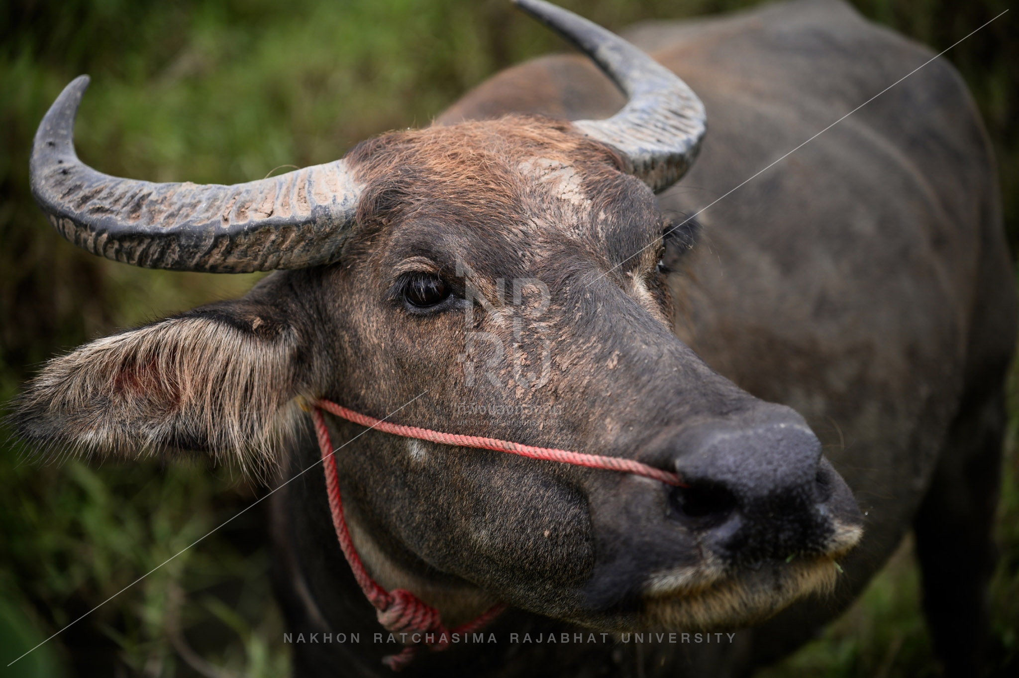 YZ Beef Cattle Farm in Si Khio District (29)